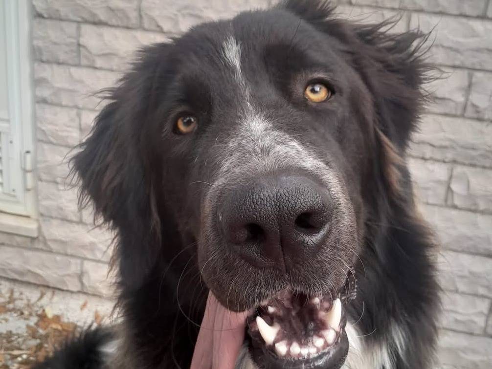 Adozione cane, maschio, Razza sconosciuta Razza sconosciuta, 2 anni, taglia gigante, Matera