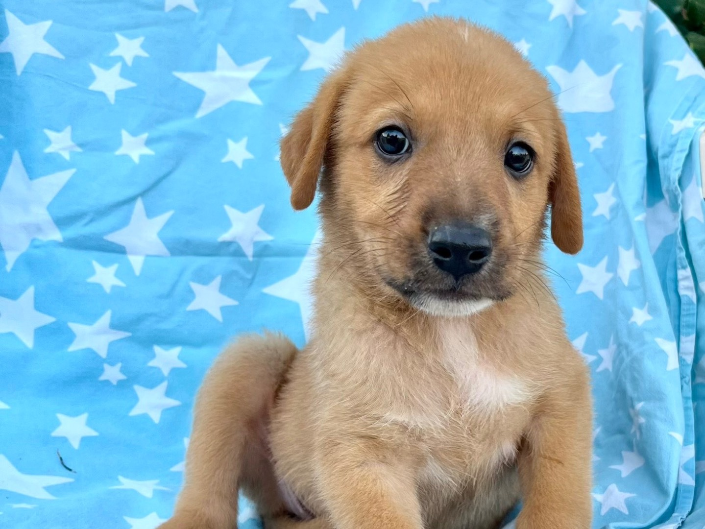 Adozione cane, femmina, Razza sconosciuta Razza sconosciuta, 2 mesi, taglia grande, Siracusa