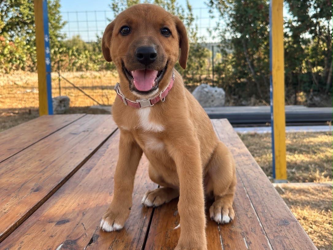 Adotta un cane, femmina, 2 mesi, Siracusa