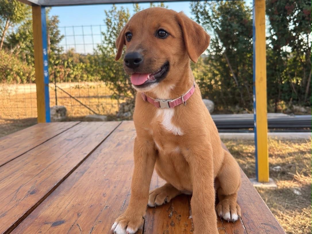 Adotta un cane, taglia grande, femmina, Siracusa