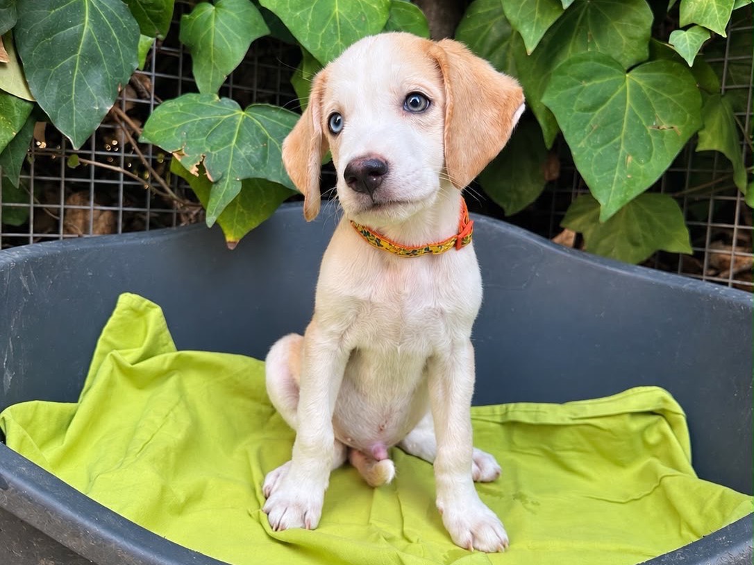 Adotta un cane, maschio, 2 mesi, Siracusa