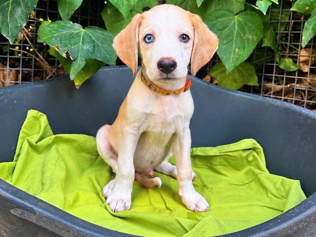Adotta un cane, taglia media, maschio, Siracusa