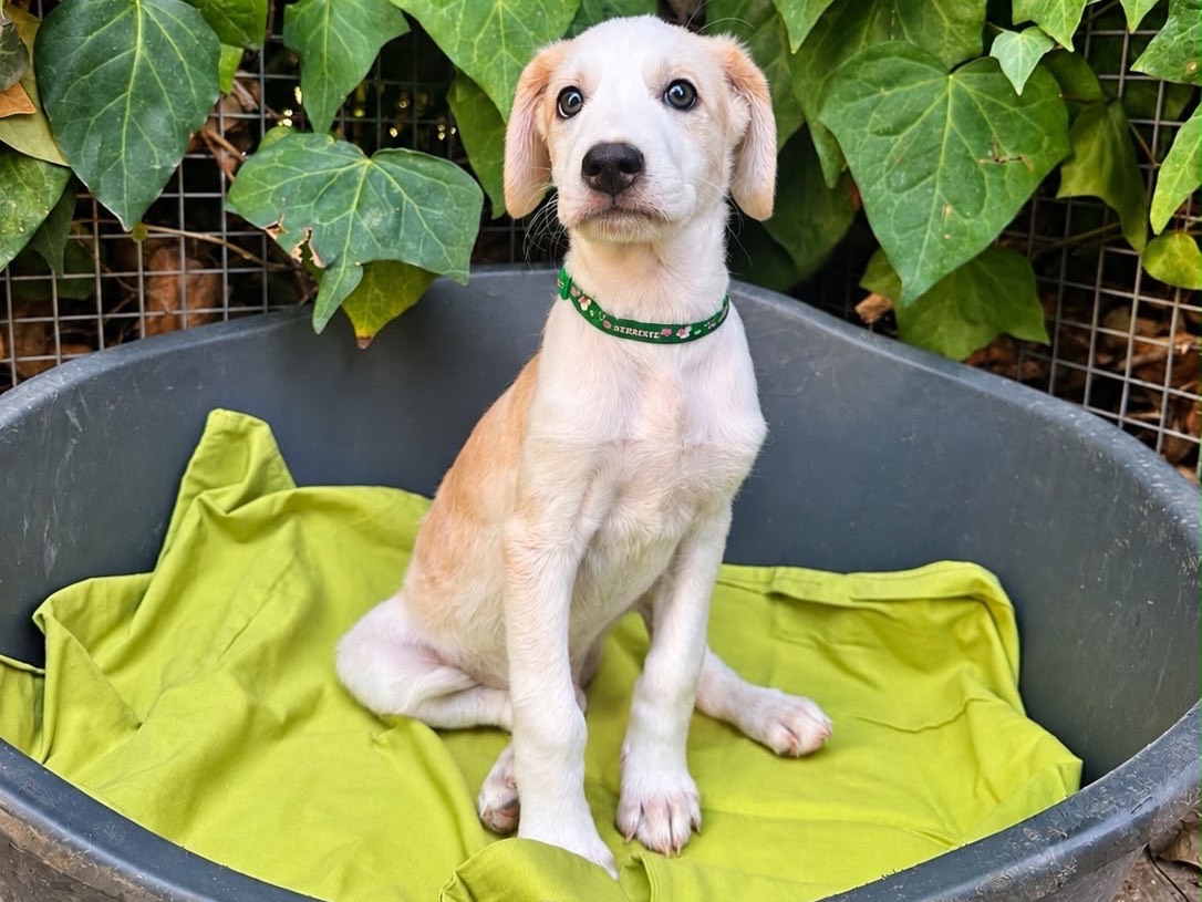 Adotta un cane, maschio, 2 mesi, Siracusa