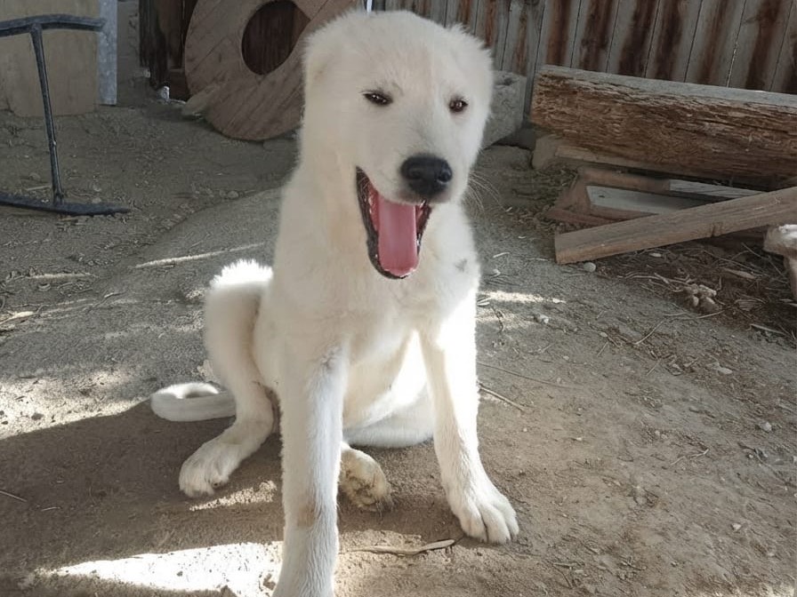 Adozione cane, femmina, Razza sconosciuta Razza sconosciuta, 3 mesi, taglia grande, Crotone