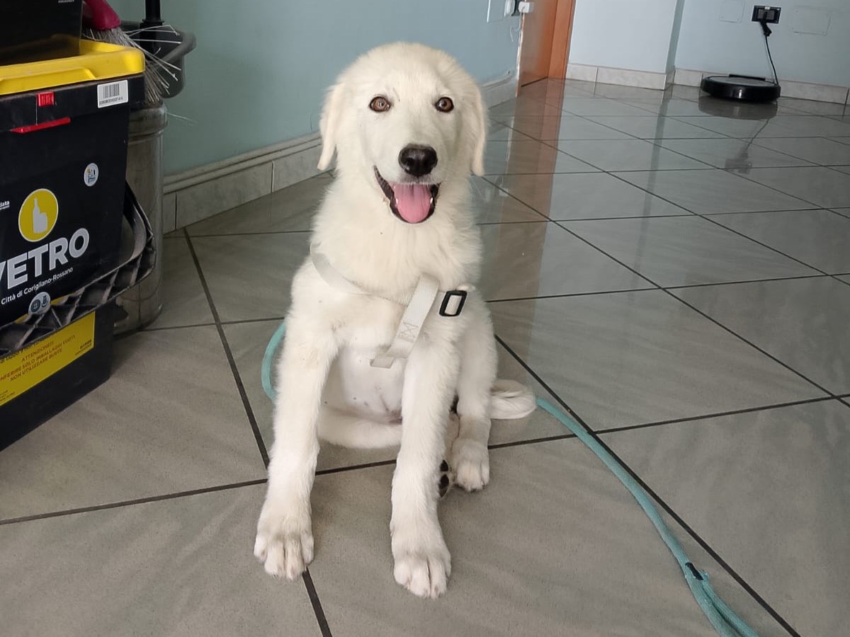 Adotta un cane, femmina, 3 mesi, Crotone