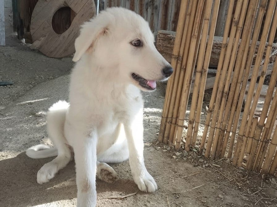 Adotta un cane, taglia grande, femmina, Crotone