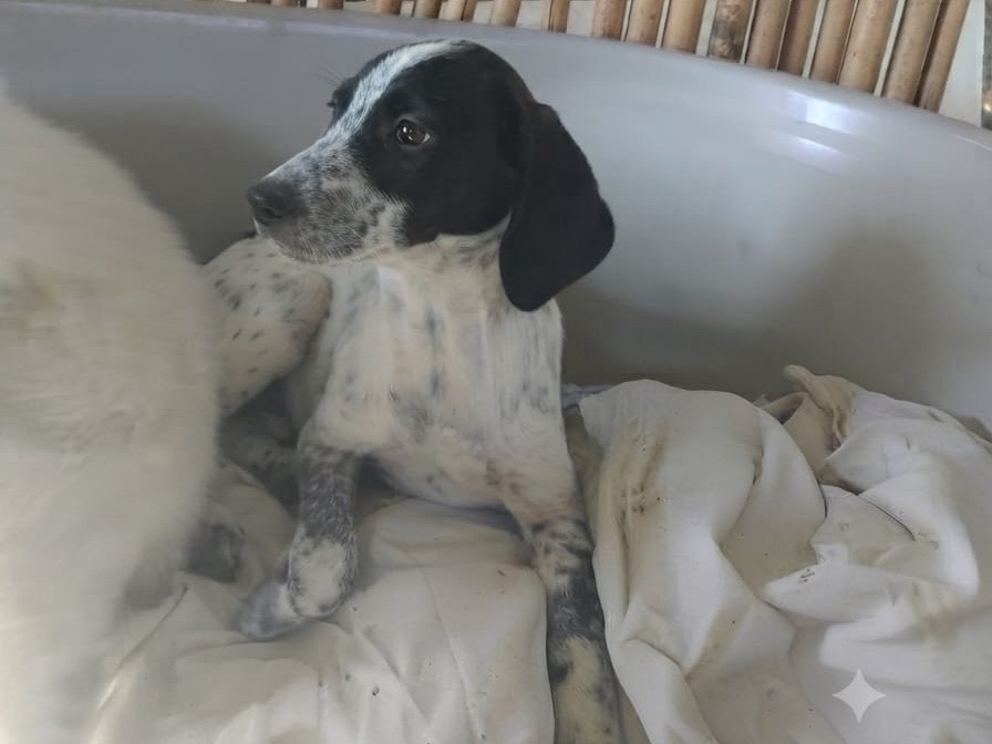 Adozione cane, maschio, Razza sconosciuta Razza sconosciuta, 3 mesi, taglia grande, Crotone