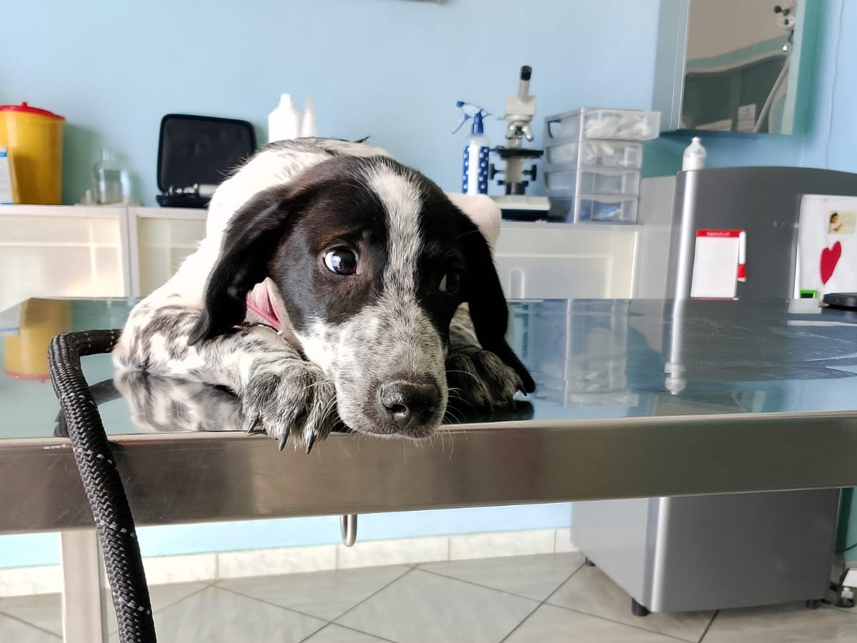 Adotta un cane, maschio, 3 mesi, Crotone