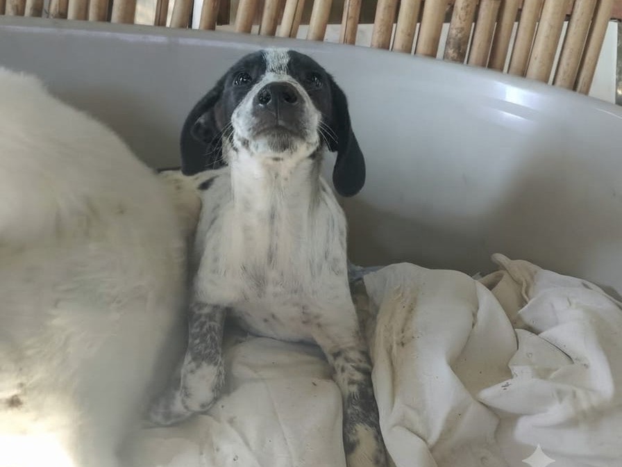 Adotta un cane, taglia grande, maschio, Crotone
