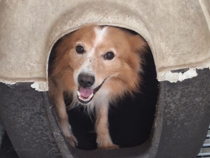 Adozione cane, maschio, Razza sconosciuta Volpino di Pomerania, 6 anni e 6 mesi, taglia piccola, Crotone