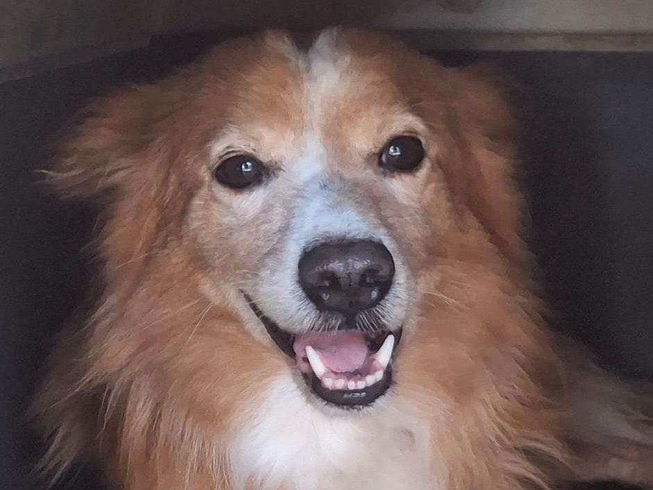 Adotta un cane, maschio, 6 anni e 6 mesi, Crotone
