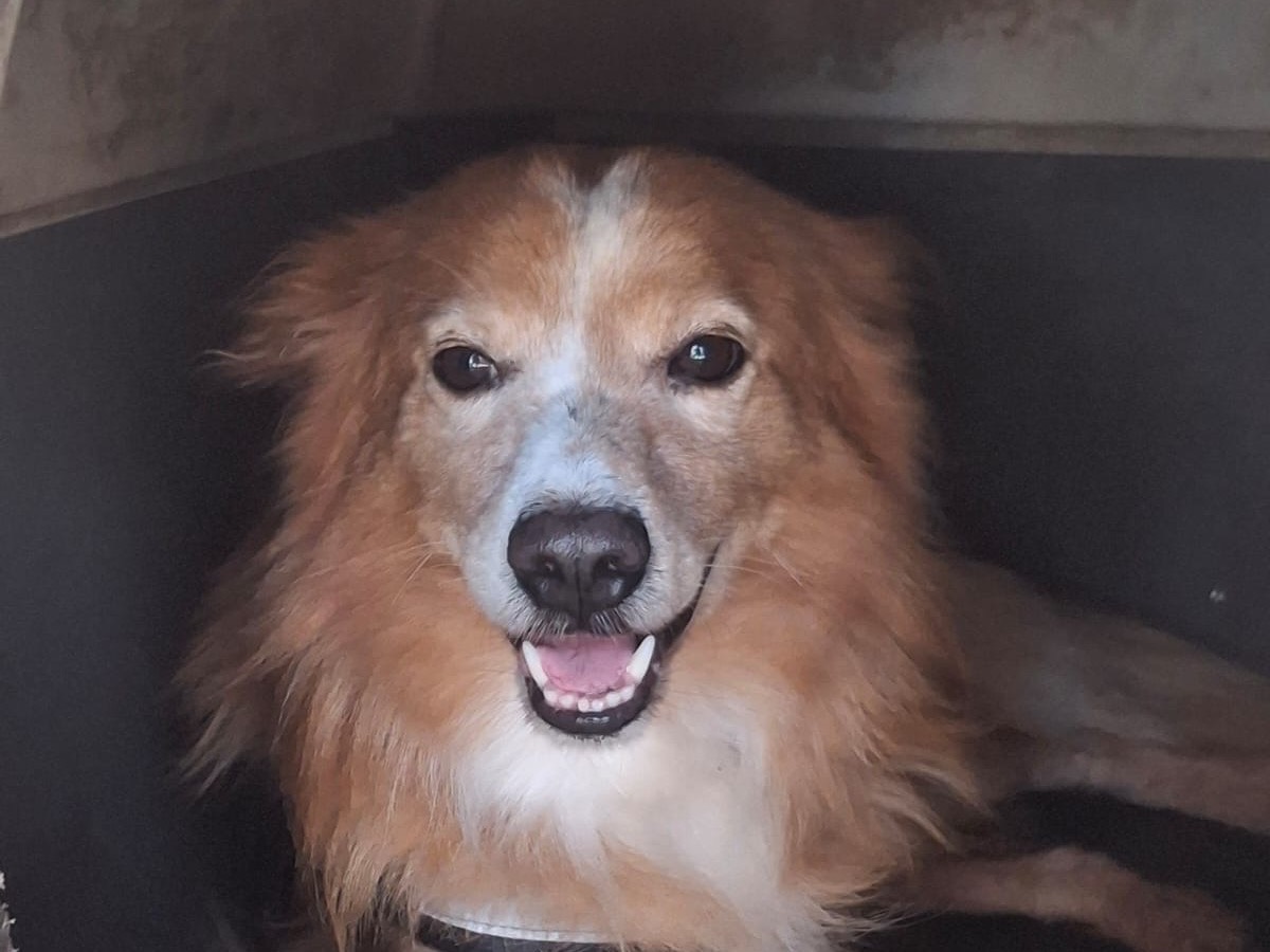 Adotta un cane, taglia piccola, maschio, Crotone
