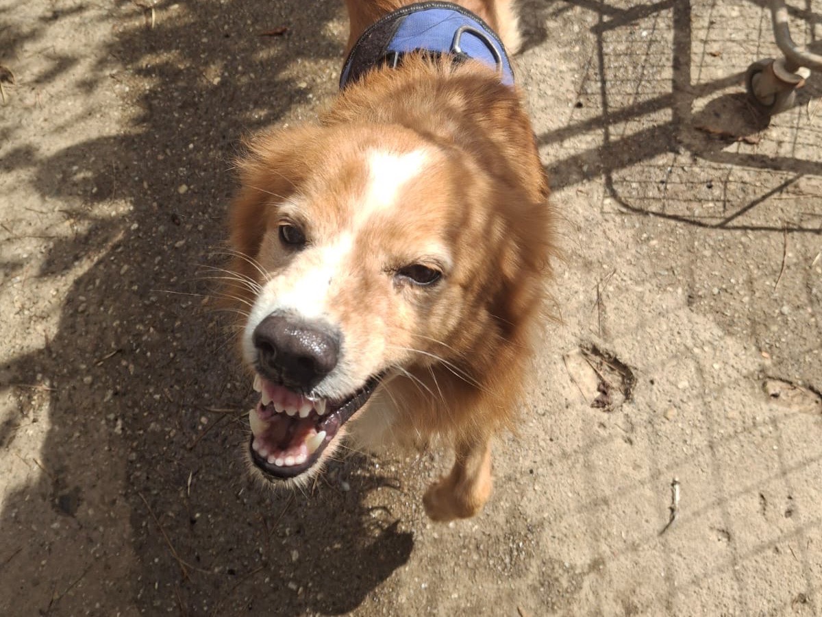 Vuoi adottare un cane a Crotone?