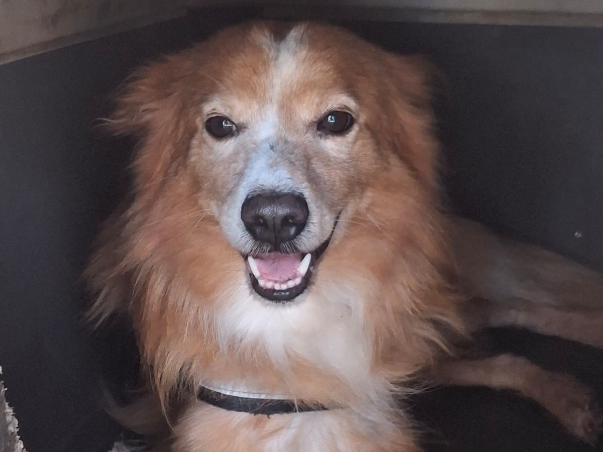 Adotta il cane Ricky  a Crotone