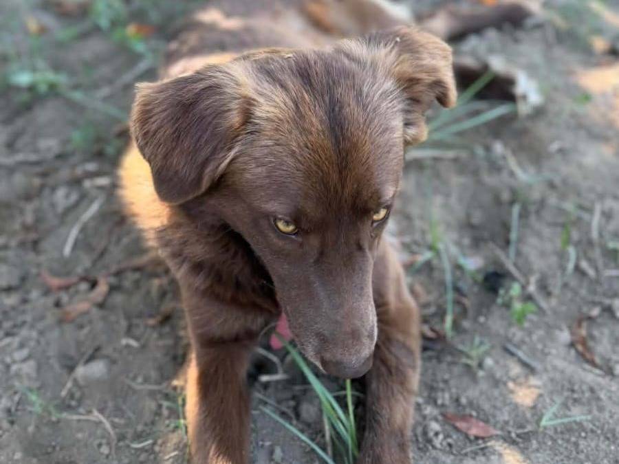 Adotta un cane, femmina, 1 anno e 8 mesi, Caserta