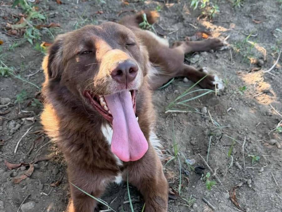 Adotta un cane, taglia media, femmina, Caserta