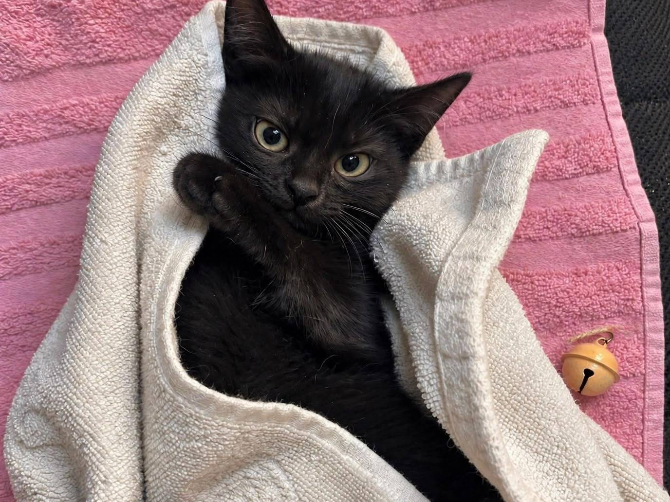 Adozione gatto, maschio, Razza sconosciuta Razza sconosciuta, 3 mesi, taglia non valida, Terni