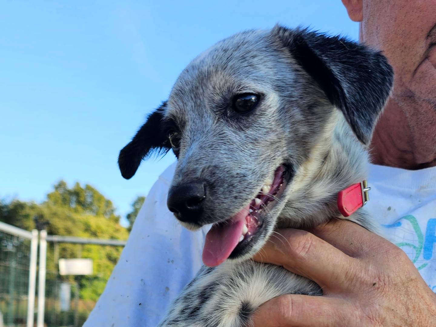Adotta un cane, femmina, 4 mesi, Pavia