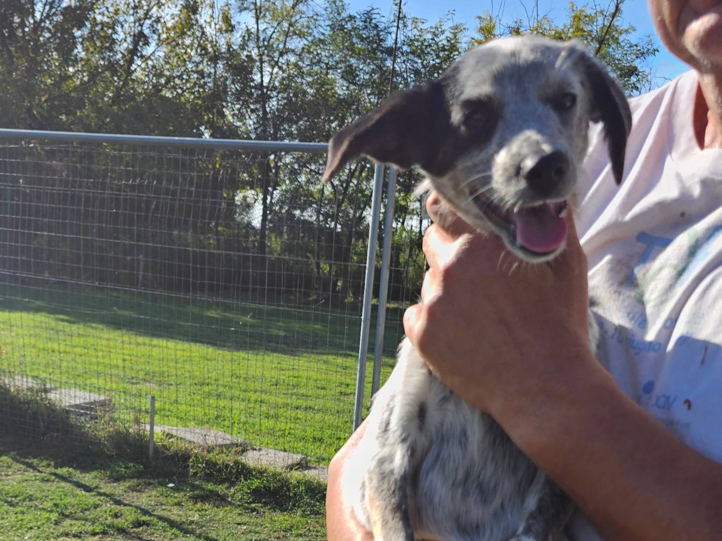Adotta un cane, taglia piccola, femmina, Pavia
