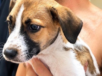Adozione cane, femmina, Razza sconosciuta Razza sconosciuta, 3 mesi, taglia media, Milano