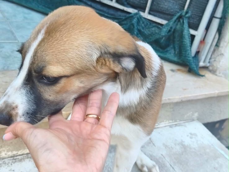 Adotta un cane, femmina, 3 mesi, Milano