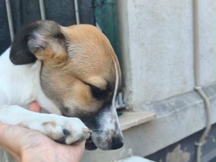 Adotta un cane, taglia media, femmina, Milano