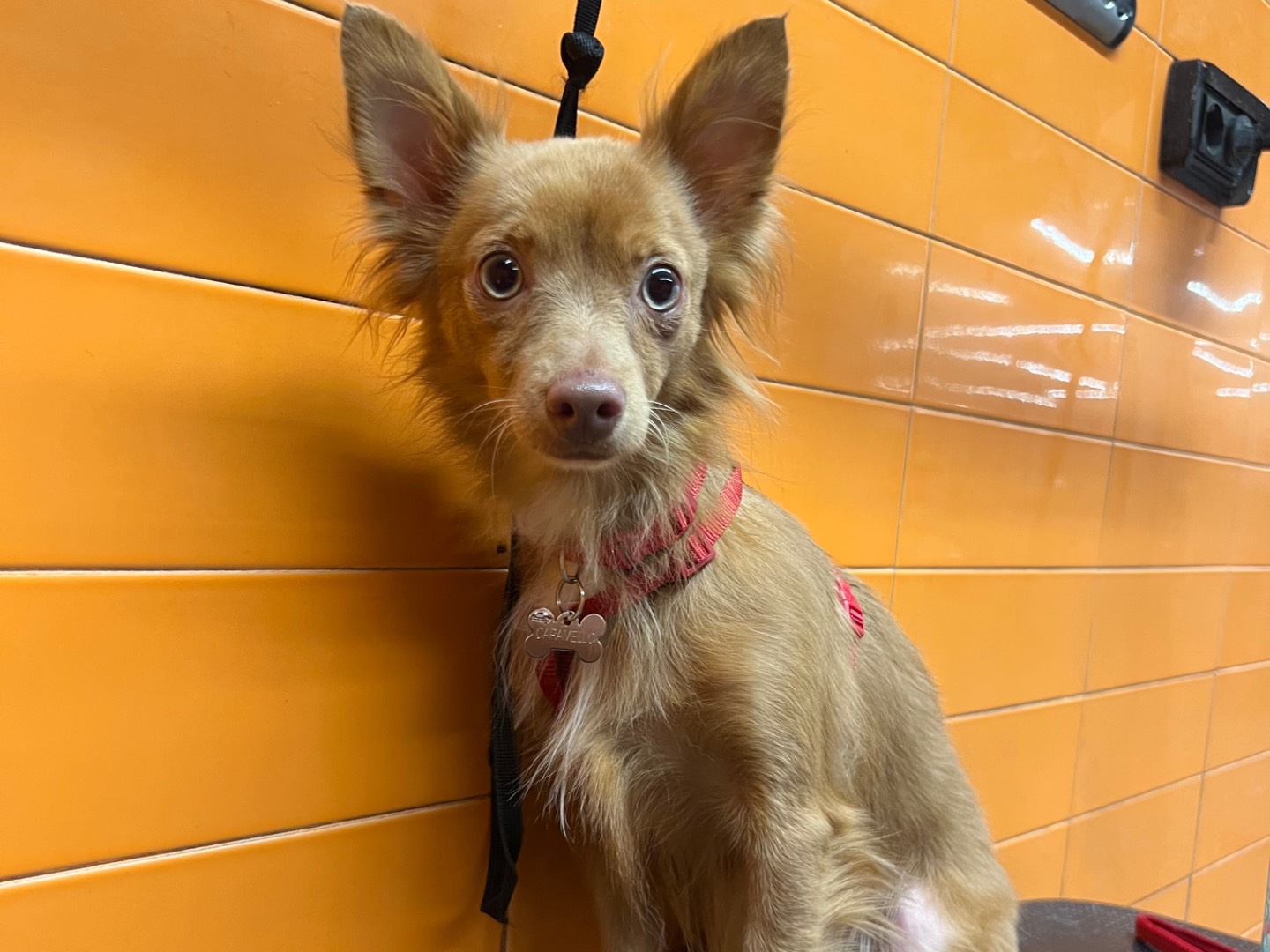 Adotta un cane, maschio, 8 mesi, Catania