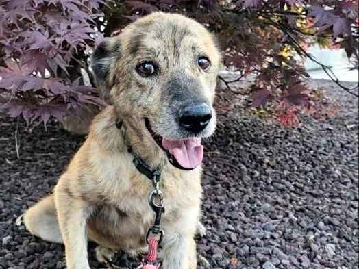 Adozione cane, maschio, Razza sconosciuta Razza sconosciuta, 2 anni e 8 mesi, taglia media, Pavia