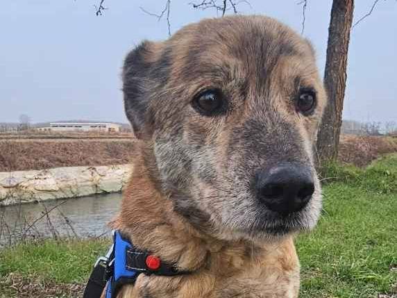 Adotta un cane, maschio, 2 anni e 8 mesi, Pavia