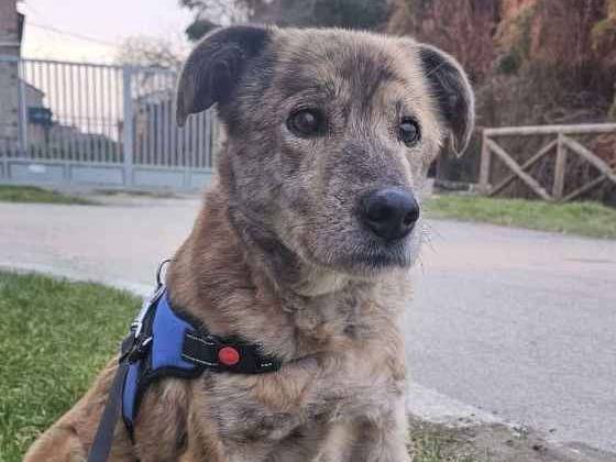 Adotta un cane, taglia media, maschio, Pavia