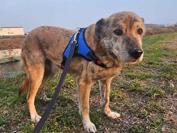 Vuoi adottare un cane a Pavia?