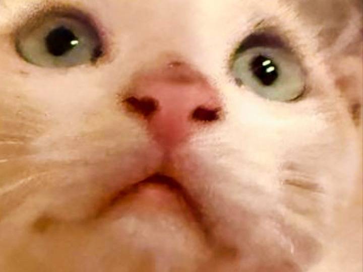 Adozione gatto, femmina, Razza sconosciuta Siamese, 4 mesi, taglia non valida, Pistoia