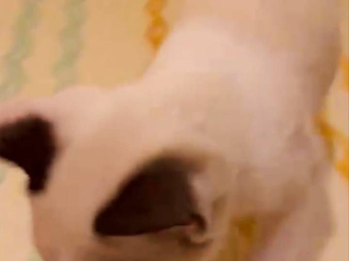 Adotta un gatto, femmina, 4 mesi, Pistoia