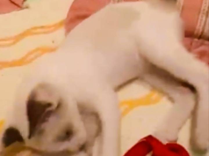 Adotta un gatto, taglia non valida, femmina, Pistoia