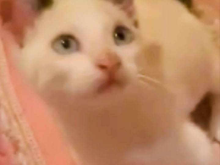 Vuoi adottare un gatto a Pistoia?
