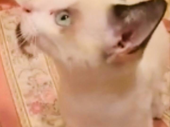 Adotta il gatto PRISCA a Pistoia