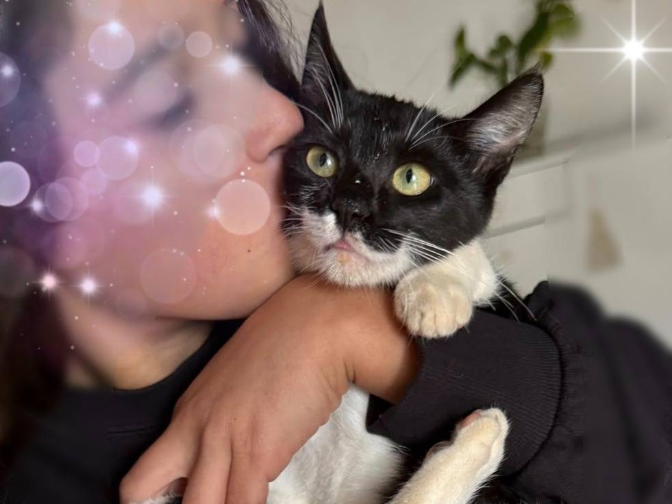 Adozione gatto, femmina, Razza sconosciuta Razza sconosciuta, 5 mesi, taglia non valida, Taranto