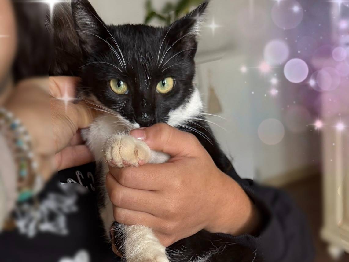 Adotta un gatto, femmina, 5 mesi, Taranto