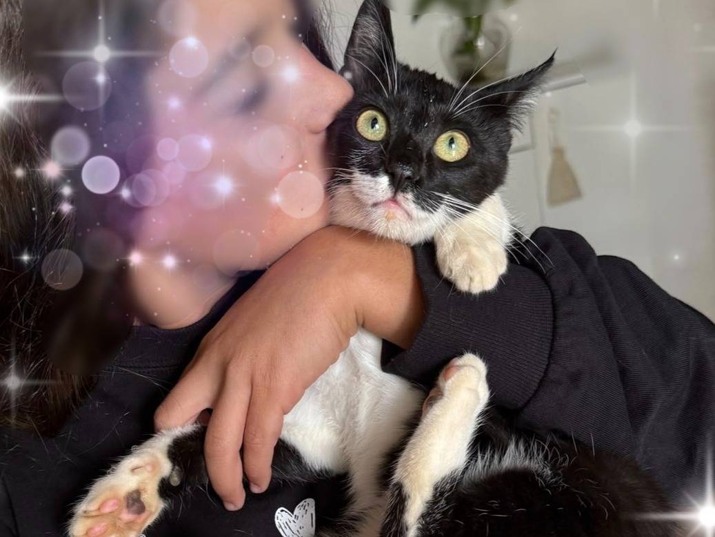 Adotta un gatto, taglia non valida, femmina, Taranto