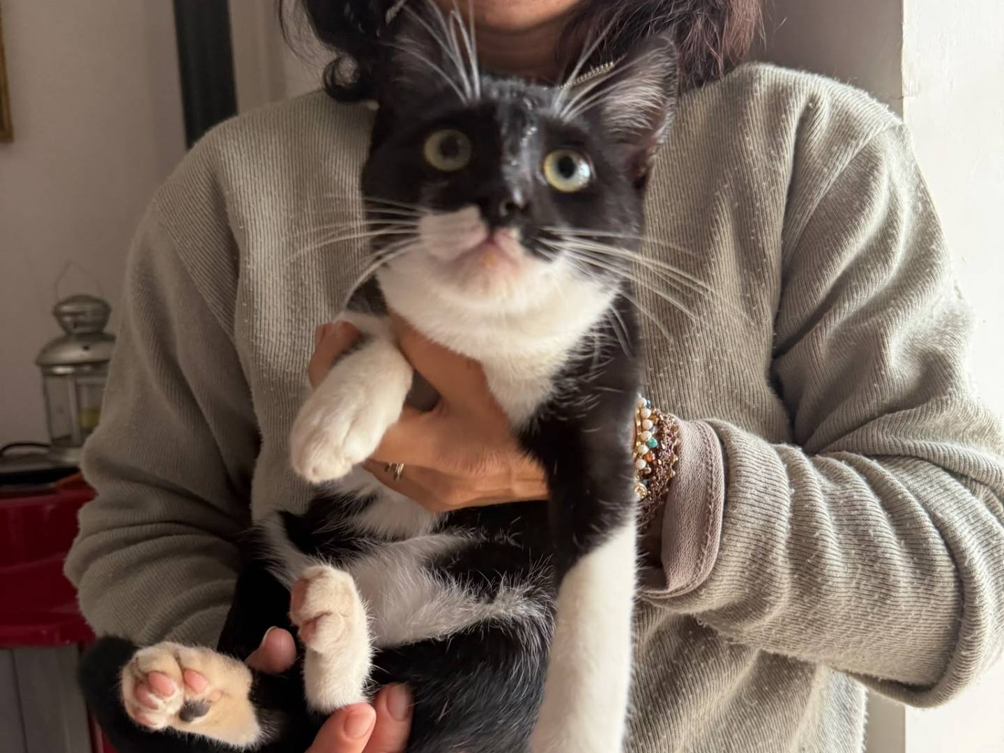 Vuoi adottare un gatto a Taranto?