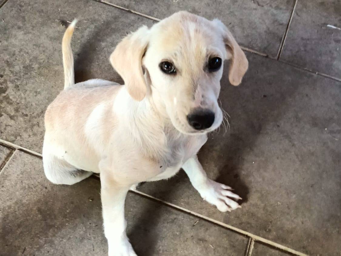 Adozione cane, femmina, Razza sconosciuta Razza sconosciuta, 3 mesi, taglia media contenuta, Roma