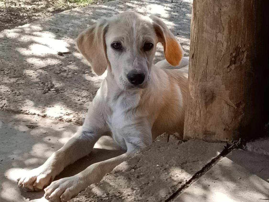 Adotta un cane, femmina, 3 mesi, Roma