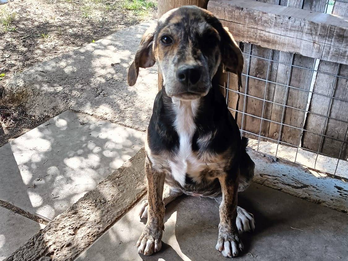 Adotta un cane, femmina, 3 mesi, Roma