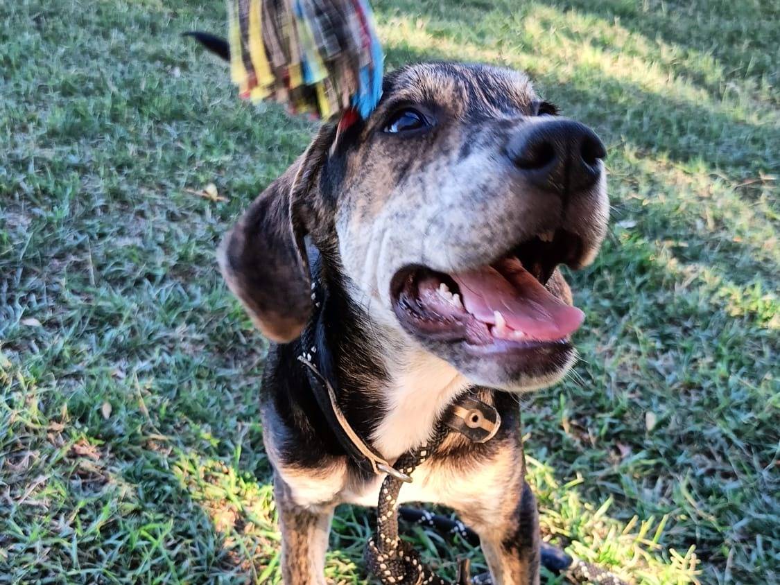Adotta un cane, taglia media contenuta, femmina, Roma
