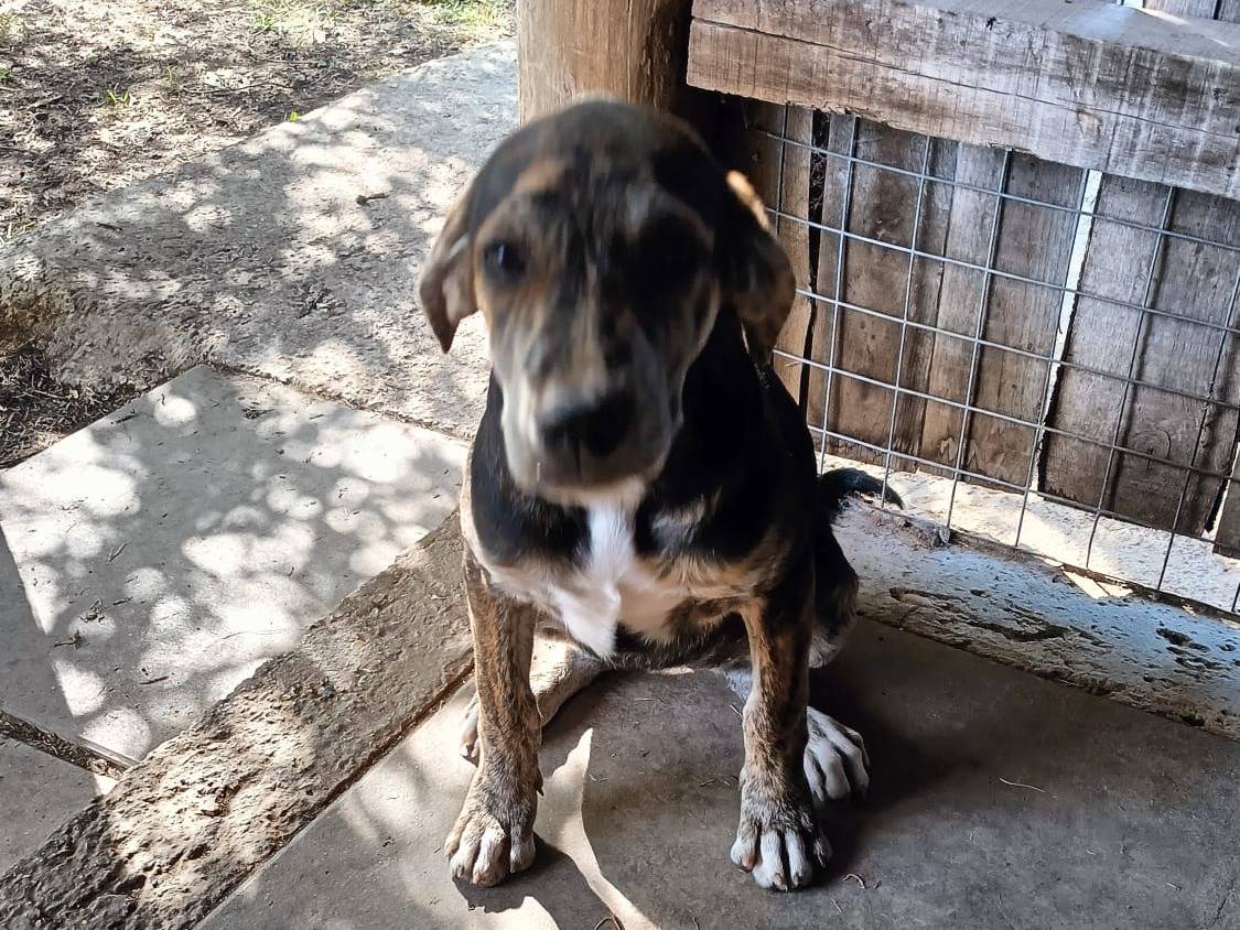 Vuoi adottare un cane a Roma?