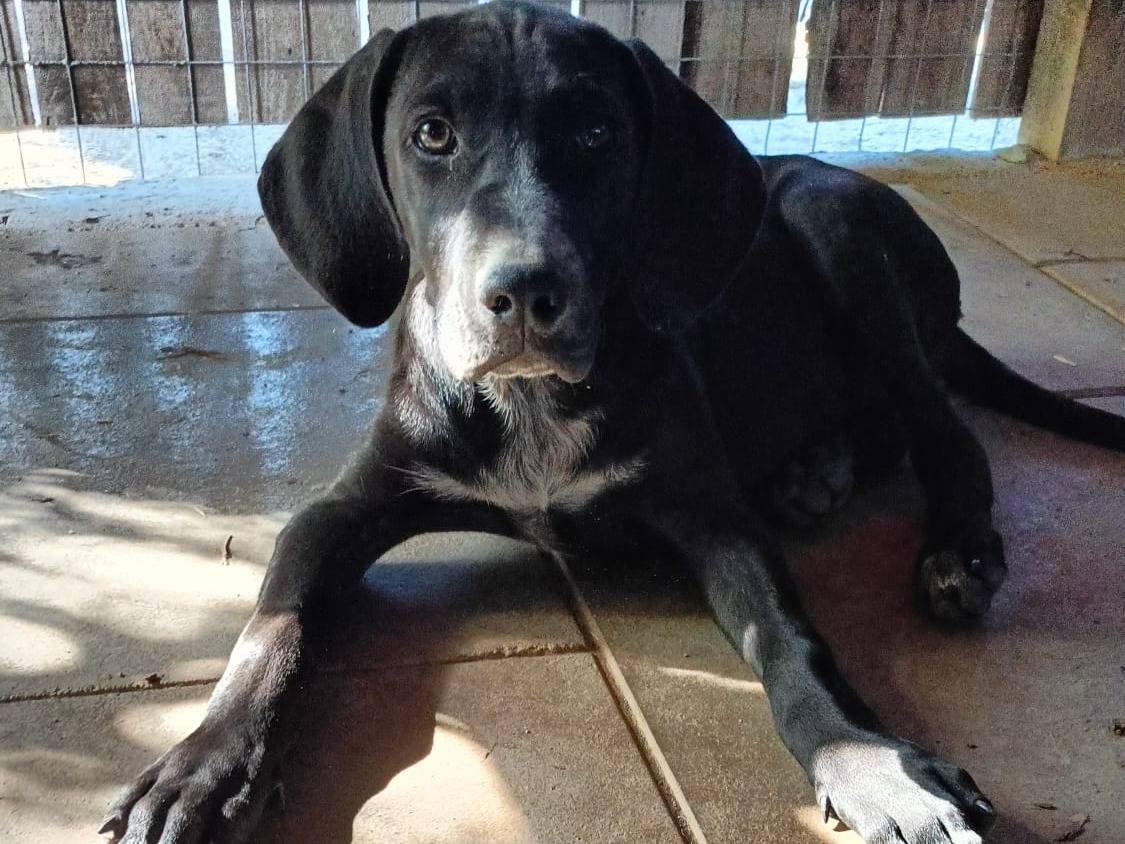 Adozione cane, maschio, Razza sconosciuta Razza sconosciuta, 3 mesi, taglia media, Roma
