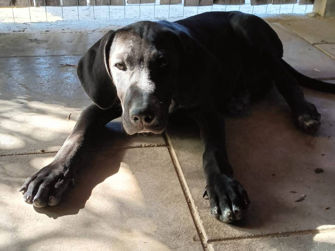 Adotta un cane, maschio, 3 mesi, Roma