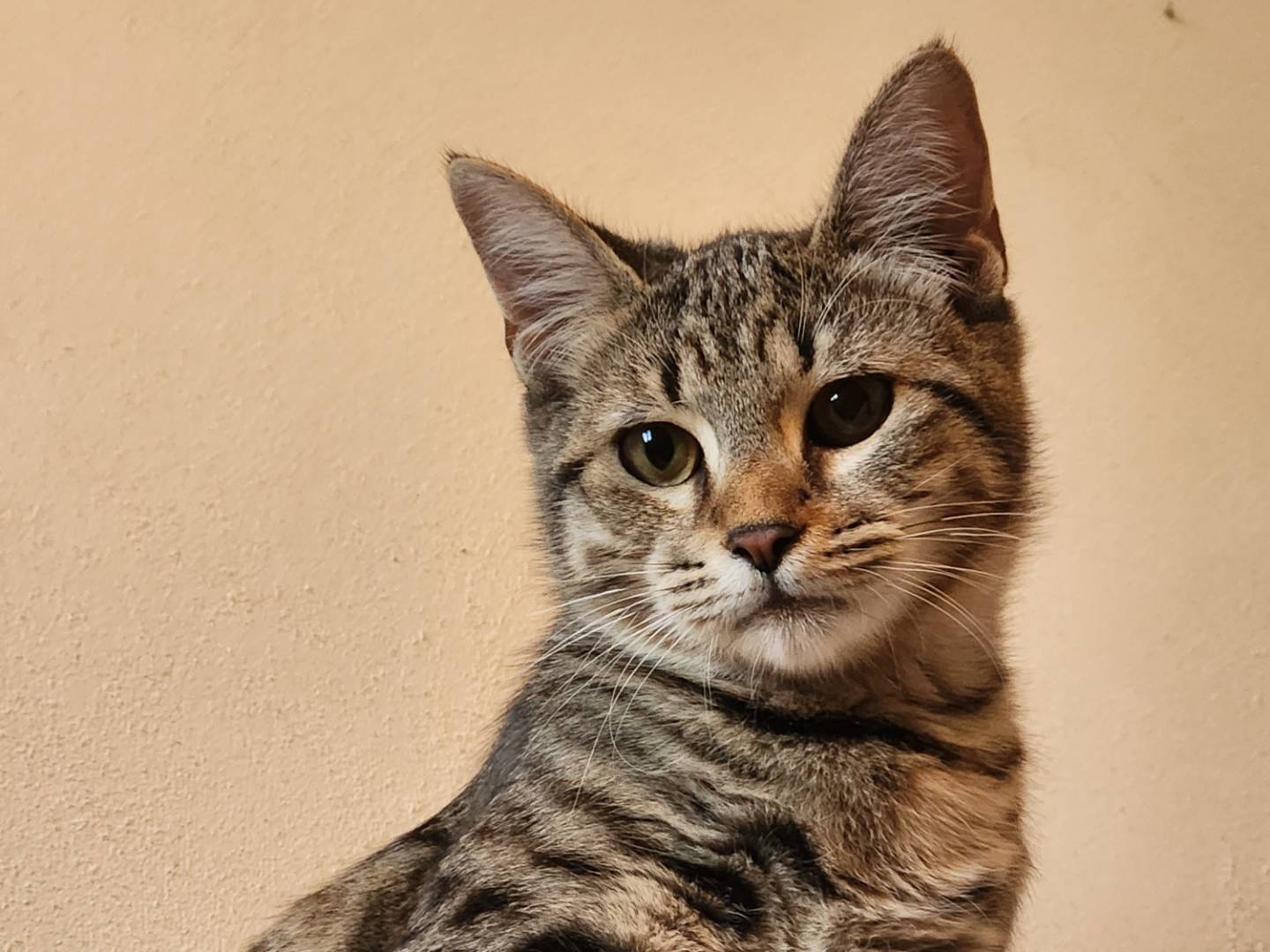 Adozione gatto, femmina, Razza sconosciuta Razza sconosciuta, 4 mesi, taglia non valida, Cosenza