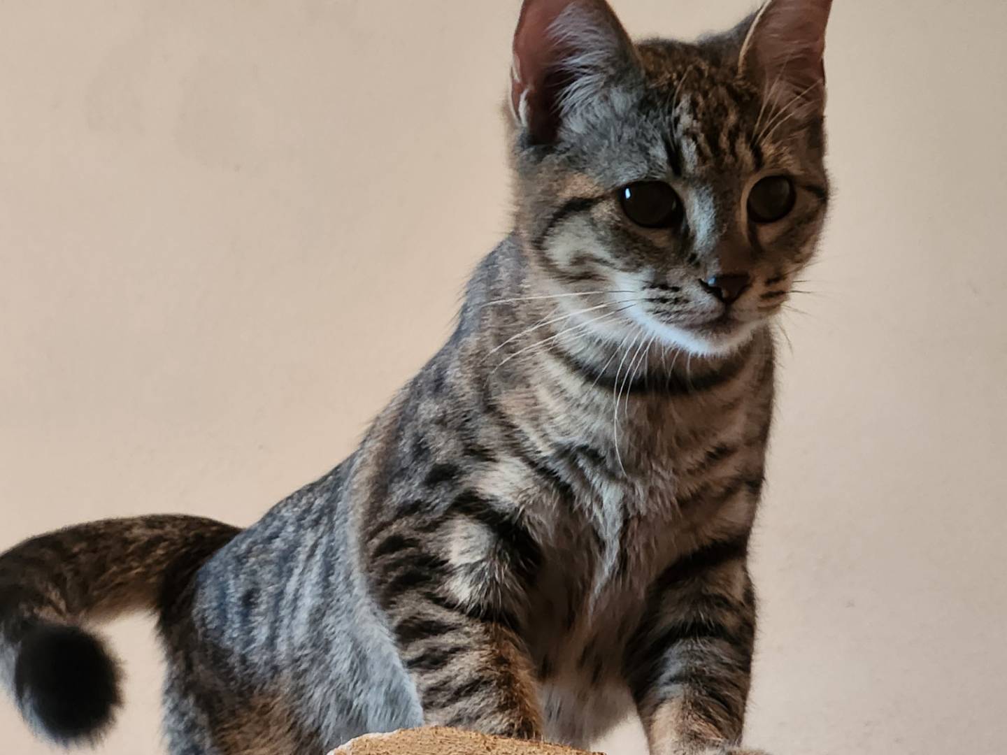 Adotta un gatto, femmina, 4 mesi, Cosenza