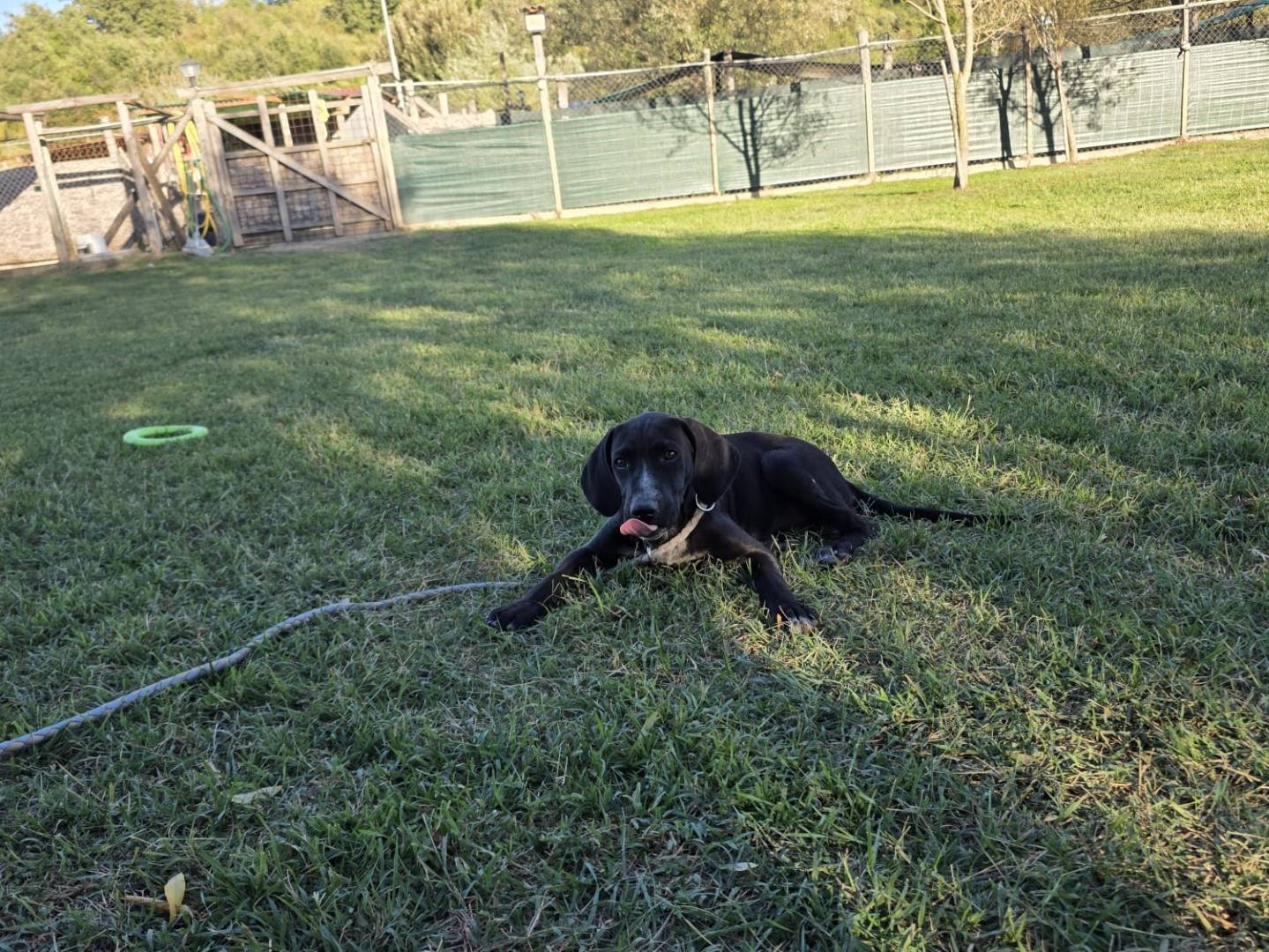 Adotta un cane, taglia media, maschio, Roma